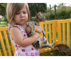 Adorables chatons Savannah F5