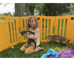 Adorables chatons Savannah F5