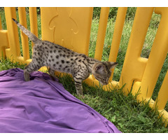 Adorables chatons Savannah F5