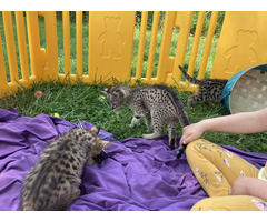Adorables chatons Savannah F5