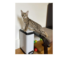 Adorables chatons Savannah F5