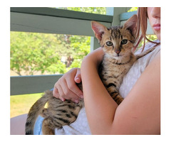 Adorables chatons Savannah F5