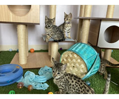 Adorables chatons Savannah F5