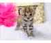 Adorables chatons Savannah F5