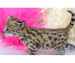 Adorables chatons Savannah F5