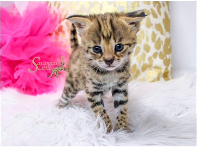 Adorables chatons Savannah F5