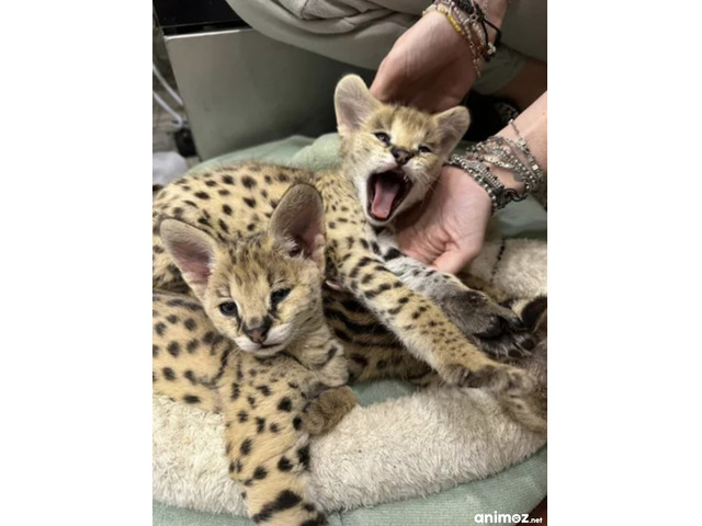 Serval d'exception l'élégance de la savane chez vous