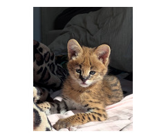 Serval d'exception l'élégance de la savane chez vous