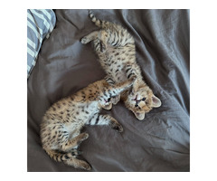 Serval d'exception l'élégance de la savane chez vous