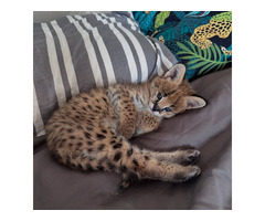 Serval d'exception l'élégance de la savane chez vous