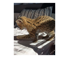 Serval d'exception l'élégance de la savane chez vous