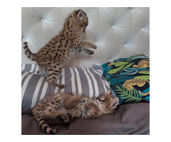 Serval d'exception l'élégance de la savane chez vous