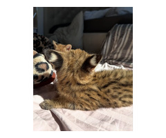 Serval d'exception l'élégance de la savane chez vous