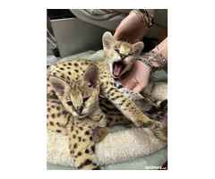 Serval d'exception l'élégance de la savane chez vous