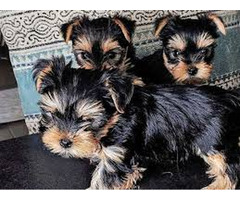 Adorables chiots Yorkshire disponibles