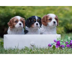 Chiots cavalier king Charles