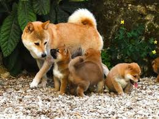 Chiots Shiba Inu Mâle Et Femelle