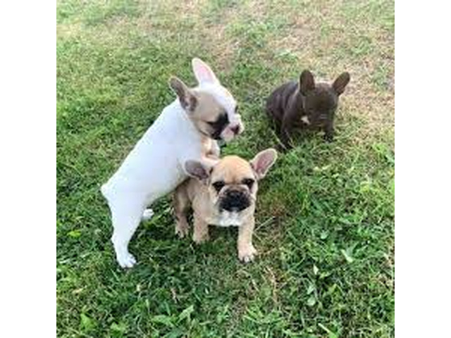 Chiots bouledogue français