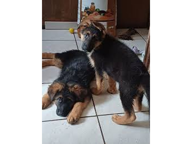 Chiots berger allemand