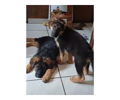 Chiots berger allemand