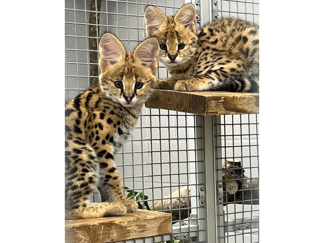 Gatitos serval disponibles para la venta