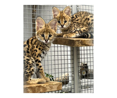 Gatitos serval disponibles para la venta