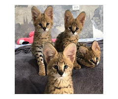 Gatitos serval disponibles para la venta