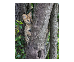 Gatitos serval disponibles para la venta