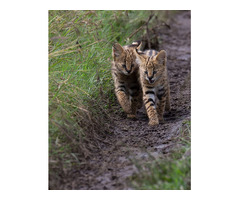 Gatitos serval disponibles para la venta