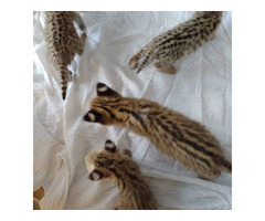 Gatitos serval disponibles para la venta