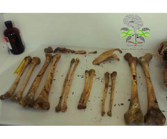 Genetica Forense Analisis Paternidad Peritajes