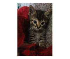 Hermoso Gatito. Tabby. Busca Casa.