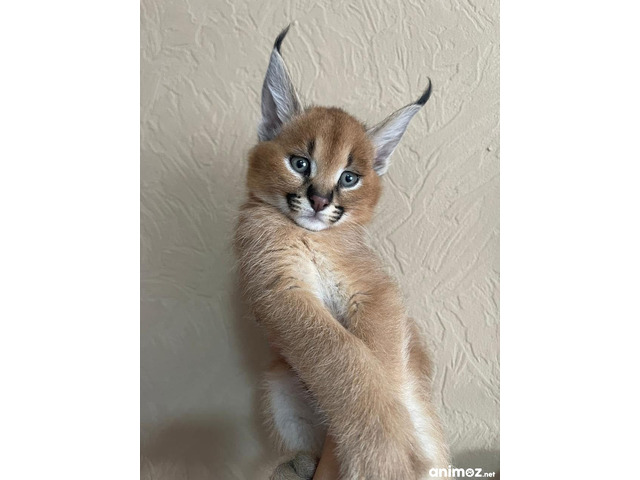 Gatitos caracal disponibles para la venta