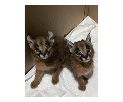 Gatitos caracal disponibles para la venta