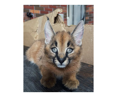Gatitos caracal disponibles para la venta