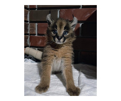 Gatitos caracal disponibles para la venta