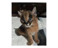 Gatitos caracal disponibles para la venta
