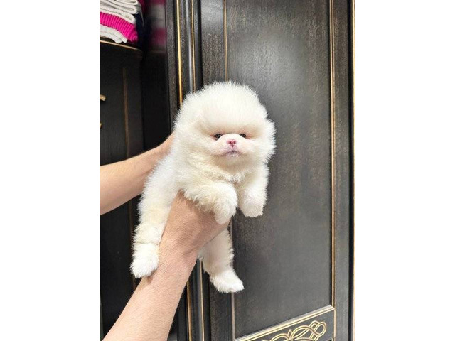 Cachorros fofinhos de Lulu da Pomerânia
