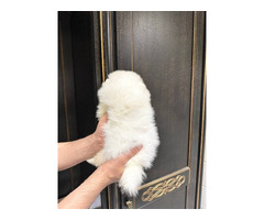 Cachorros fofinhos de Lulu da Pomerânia