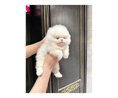 Cachorros fofinhos de Lulu da Pomerânia