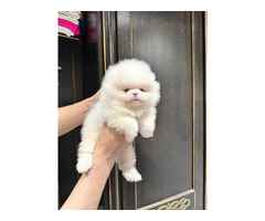 Cachorros fofinhos de Lulu da Pomerânia