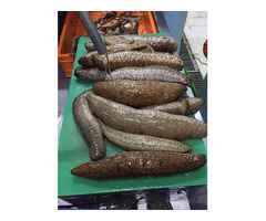 Pepinos do mar (pepinos do mar ou pepinos do mar)