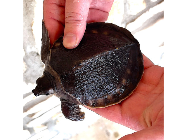 Pignose Turtle ou Carettochelys insculpta para venda