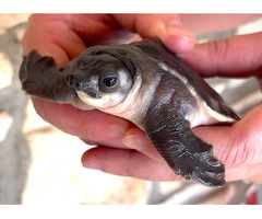 Pignose Turtle ou Carettochelys insculpta para venda