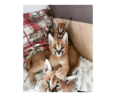 Adoráveis ​​gatinhos Serval, Caracal e Savannah disponíveis