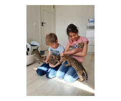 Adoráveis ​​gatinhos Serval, Caracal e Savannah disponíveis