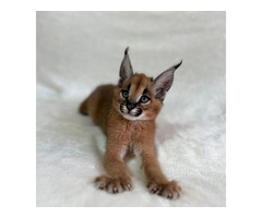 Adoráveis ​​gatinhos Serval, Caracal e Savannah disponíveis