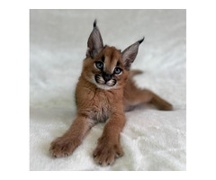 Adoráveis ​​gatinhos Serval, Caracal e Savannah disponíveis