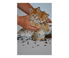 Adoráveis ​​gatinhos Serval, Caracal e Savannah disponíveis