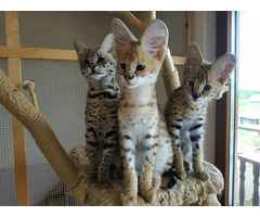 Adoráveis ​​gatinhos Serval, Caracal e Savannah disponíveis